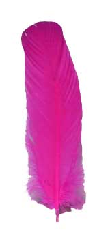 (set of 100) Peacock feather